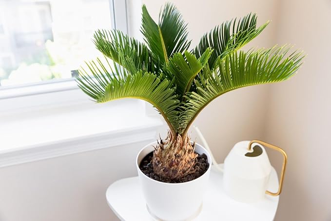 Premium SOGO Palm Plant Soil Mix by Gardenera - Stimulate Growth and Elevate Exquisite Beauty with Nourishing Formula - 5 Quart