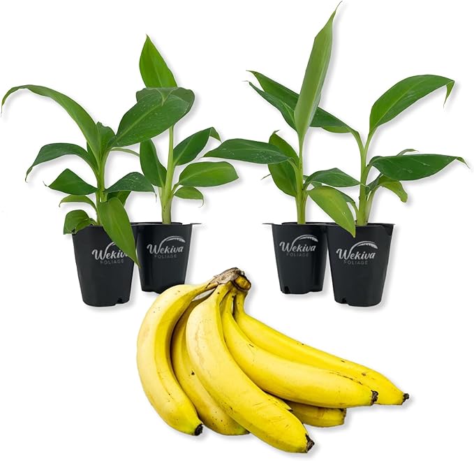 Zebrina Banana Tree - 4 Live Starter Plants - Musa - Edible Fruit Bearing Tree for The Patio and Garden
