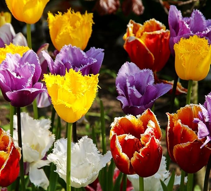 Tulipa Fringed Mixture Tulip Bulbs Size 11/12 for Planting - Plant in Fall, Winter or Early Spring (Fringed Mixture, 15, Count)