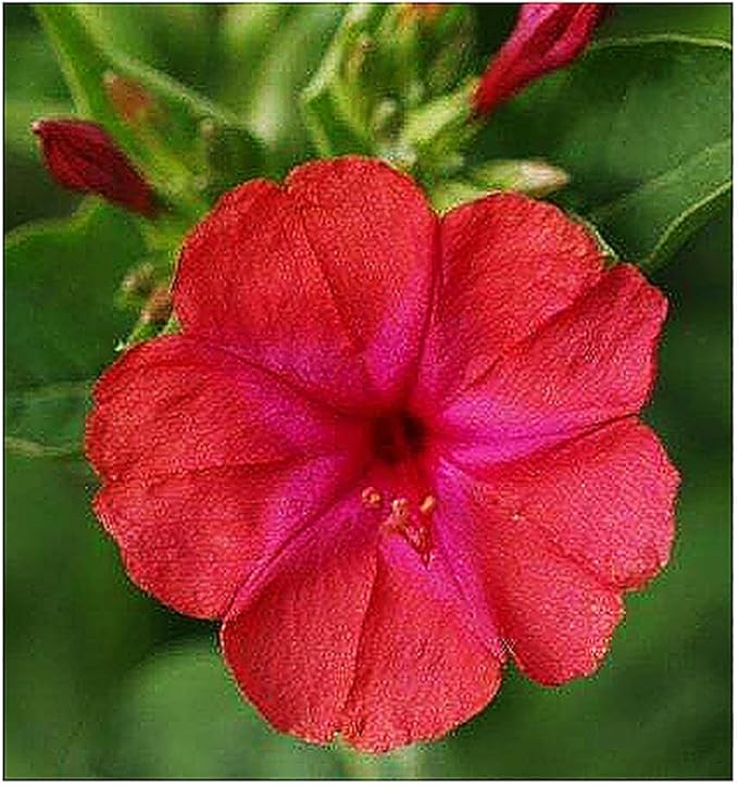 80 Red Four O'Clock Seeds - Tender Perennial That Reseeds Easily