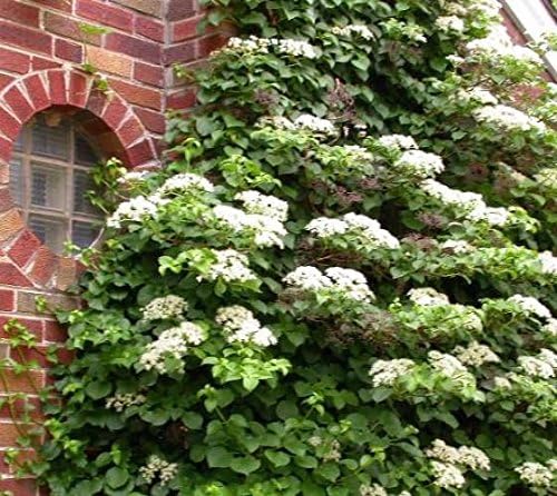 Climbing Hydrangea Anomala (petiolaris) - Live Plant - (1 QT)