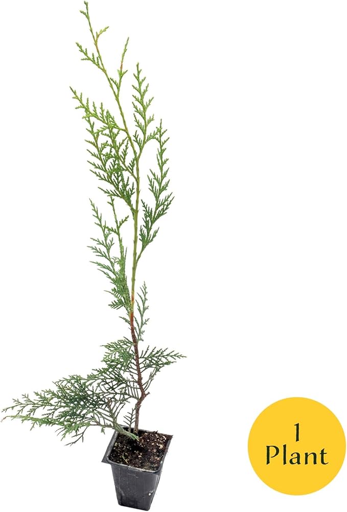 1 Murray Leyland Cypress in 3.5” Nursery Cubes (Cupressocyparis leylandii ‘Murrayii’) | Fast-Growing Evergreen Conifer Tree for Privacy Screens, Windbreaks & Borders | Ready-to-Plant