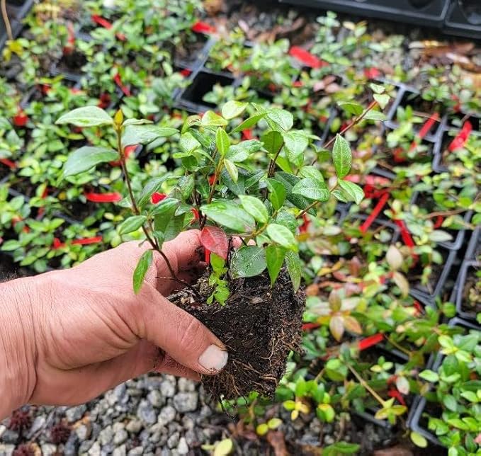 (3) - Asian Jasmine Vine - Starter Plants (4in) - (Pack of 3)