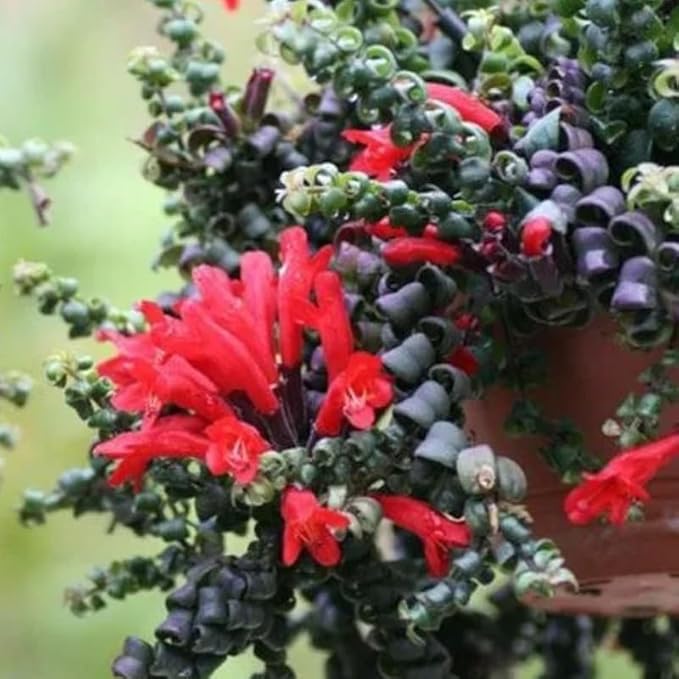 Curly Twister Lipstick Plans Live Houseplants in Pot, Aeschynanthus Red Flower Vine Décor Office, Desk Indoor Outdoor Growing