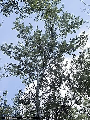 White Poplar Seeds for Planting - 30 Seeds - Stunning White Leaf Tree - Fast Growing Tree