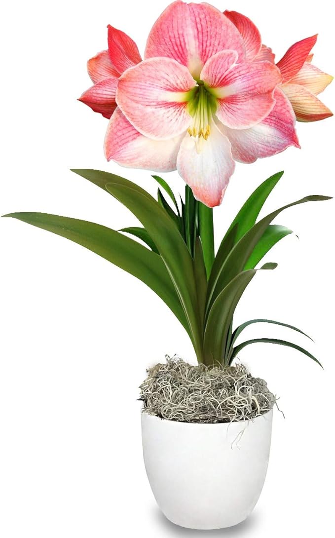 Easy to Grow Amaryllis 'Apple Blossom' Pre-Planted Bulb Indoor Gift Kit in a White Pot - Pink & White Flowering Blooms in 4 to 8 Weeks