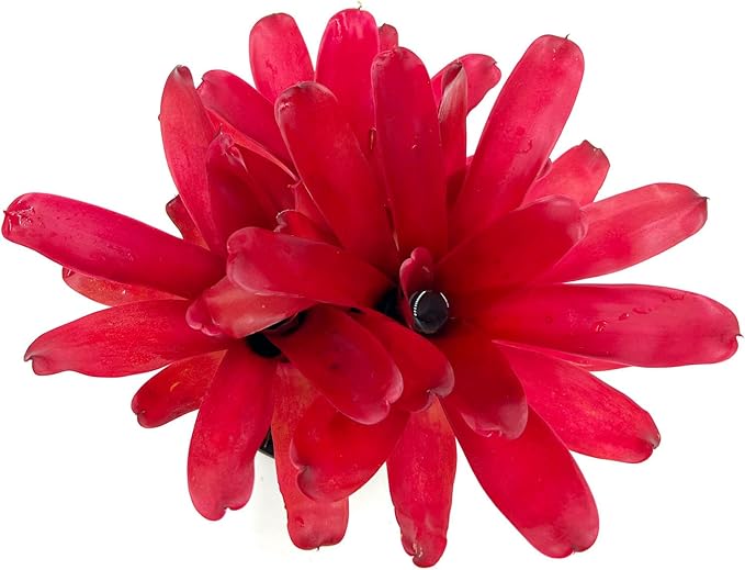 ragnaroc Live Plants - Bromeliad Neoregelia 'Super Fireball', 10-12" in 6" Pot - 1ct - Live Arrival Guaranteed - House Plants for Home Decor & Gift