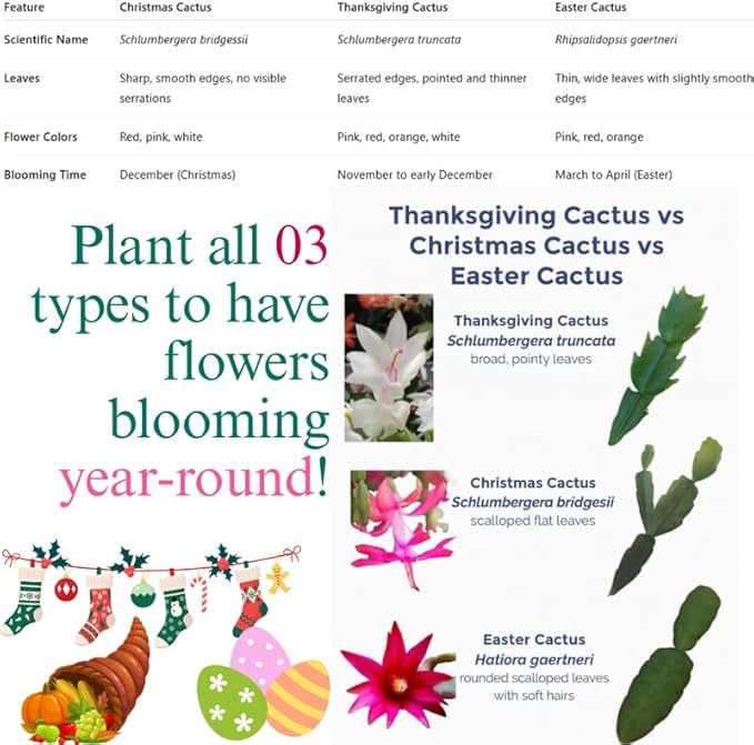 Salmon Christmas Cactus Plants Live, Thanksgiving Cactus Easter Cactus Plants Live, Well-Rooted Cold Hardy, Holiday Cactus for Indoor Outdoor Planting, 4-8 Inc Tall, Starter Tree