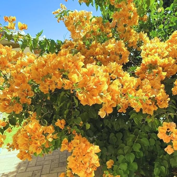 2 Bougainvillea Plants Live, Trailing Flowering Vines, 5-9” Tall, Well-Rooted Bougainvillea Trees for Outdoor Garden or Patio (Yellow Bougainvillea)