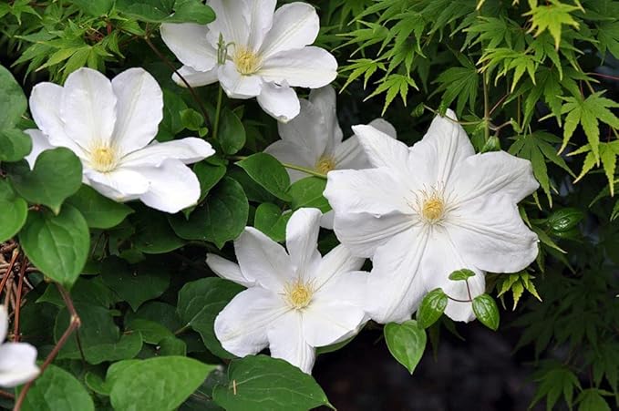 Candida Clematis Vine - 10 Live Plants in 4 Inch Growers Pots - Clematis 'Candida' - 2 Years Old Ready to Be Planted - Bold and Beautiful Purple Flowering Vine