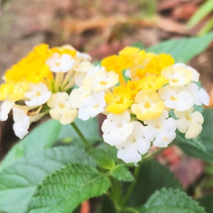 2 Trailing Lantana Plants Live, Lantana Live Plants for Planting Outdoors Between 5 and 7 Inc Long Garden (White)