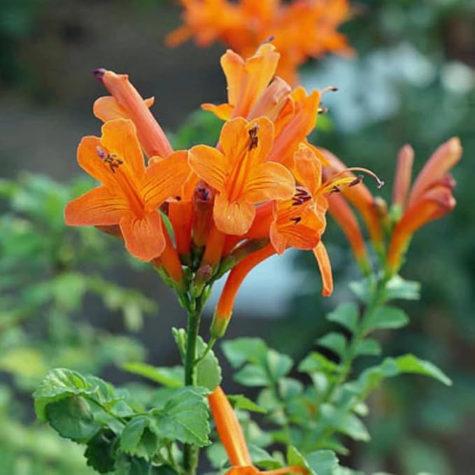 2 Mix Honeysuckle Plants Live, Fragrant Honeysuckle Climbing Vine for Garden, Trellis, or Fence, Starter Plugs 4-8 Inch (Mix Blooms)