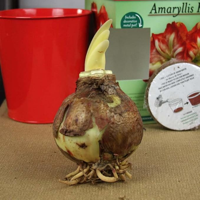 Premium Minerva Amaryllis Gift Box Kit – Indoor Flower Bulb – Includes Red Metal Pot, Growing Medium & Instructions – Easy to Grow Winter Bloom Kit – Guaranteed to Bloom