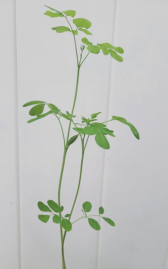 Moringa Plants 2 Live Moringa Tree Seedlings with Moringa Seeds - Sahijan - Malunggay - Drumstick Tree - Moringa Oleifera
