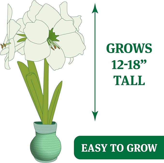 Heart's Delight Sweater Amaryllis Flower Bulb with Stand, No Water Needed, Gift Ready