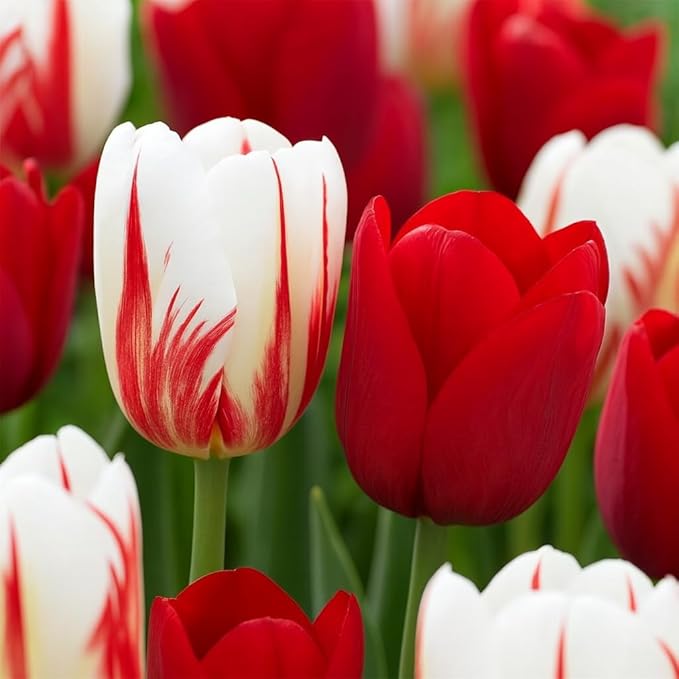 Holiday Mix Tulip Bulbs for Planting - Brighten Your Garden with Cheerful Holiday Spirit - (10 Bulbs)