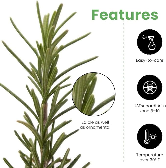 American Plant Exchange Live Tuscan Blue Rosemary Plant with Fragrant Blue and Violet Flowers, Edible Herb Plant, Plant Pot for Home and Garden Decor, 10" Pot, 1 Count