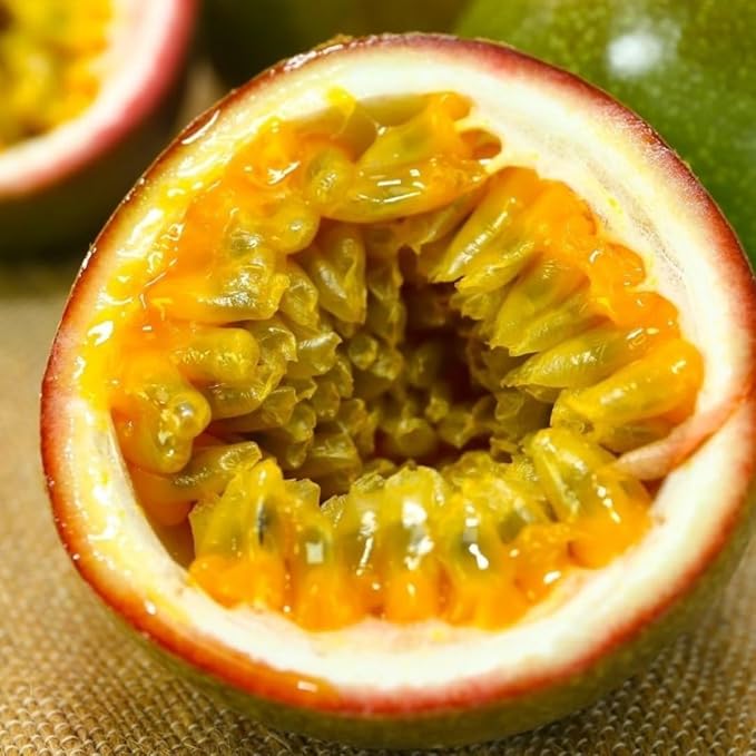 Live Passionfruit Plant Vine - 6 to 8 Inches Tall, Hardy and Fruit-Bearing, Purple Passion Fruit Tree Live Plant, for Planting Home Gardens and Containers