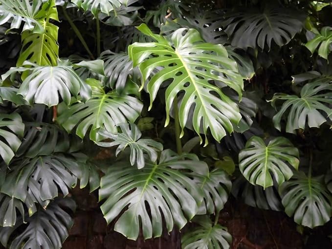 GARDENERA Premium Carambola Potting Soil Mix - Perfect Balance of Nutrients, Drainage, and Aeration for Thriving Starfruit Trees - 2 Quart