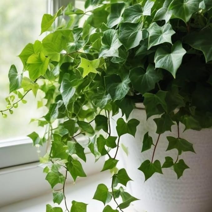 English Ivy Live Plants in 4'' Pot, Hardy Ivy Vine Plant for Trellis, Ground Cover, Live Indoor Houseplants