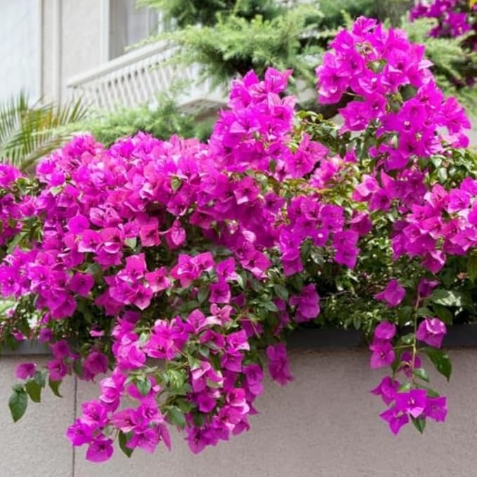 2 Bougainvillea Plants Live, Trailing Flowering Vines, 5-9” Tall, Well-Rooted Bougainvillea Trees for Outdoor Garden or Patio (Dark Purple Bougainvillea)