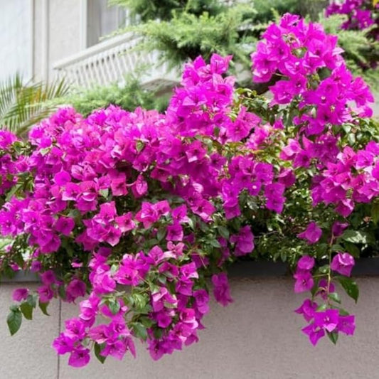 2 Bougainvillea Plants Live, Trailing Flowering Vines, 5-9” Tall, Well-Rooted Bougainvillea Trees for Outdoor Garden or Patio (Dark Purple Bougainvillea)