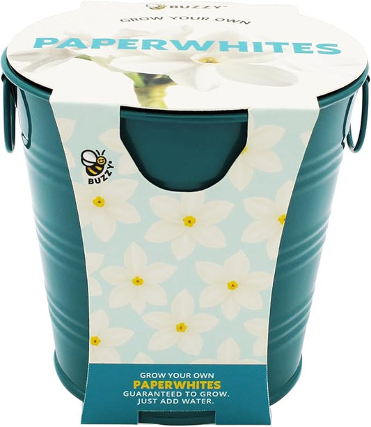 BUZZY Seeds Holiday Paperwhites Grow Kit, Complete with Bulbs, Teal Pail, Growing Medium, and Easy-to-Follow Instructions, Windowsill Gardening, Holiday Decor, Seasonal Gift for Home or Office
