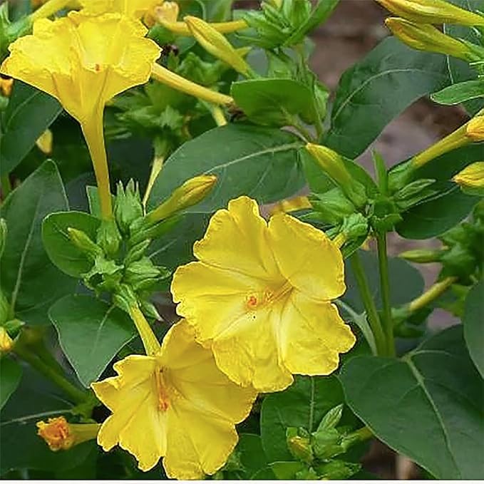 80 Yellow Four O'Clock Seeds - Tender Perennial That Reseeds Easily