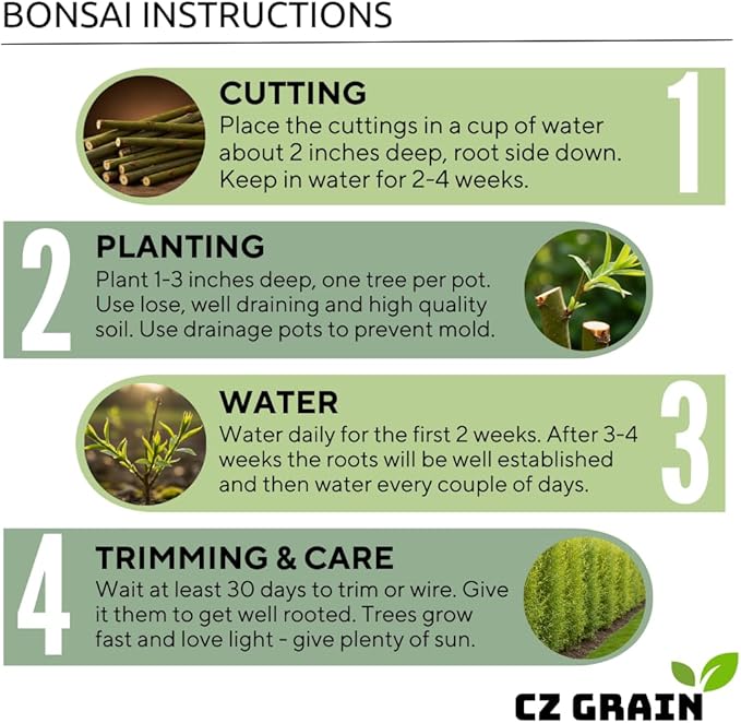 Live Dwarf White Willow Bonsai Tree - Fast Growing, Indoor/Outdoor Bonsai Material
