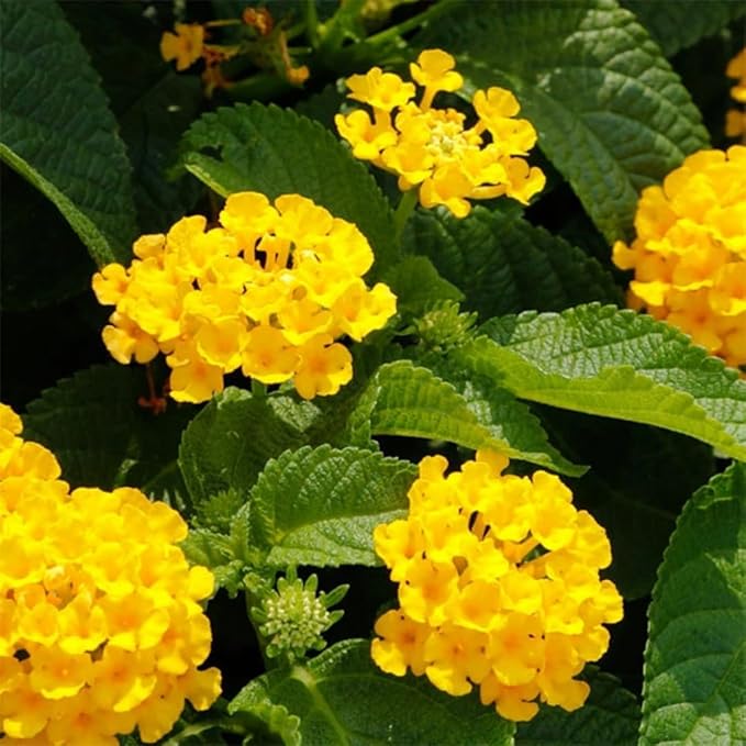 2 Trailing Lantana Plants Live, Lantana Live Plants for Planting Outdoors Between 5 and 7 Inc Long Garden (Yellow)