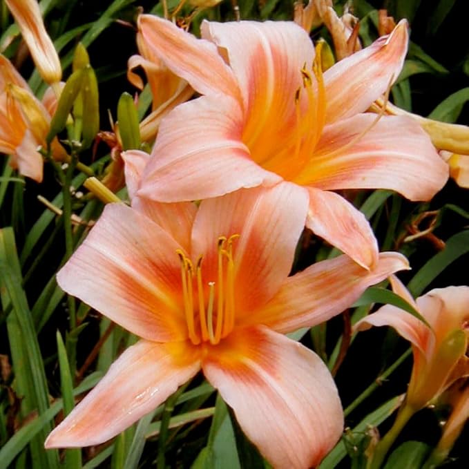 Hall Pink Daylily Flower Bulbs – Peachy-Pink Blooms with Yellow Throat – Hardy Perennial for Borders and Pollinator Gardens (Zones 3–9) Fall Planting Spring Blooming