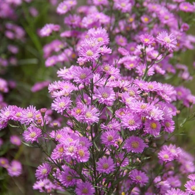 Pink Asters Live Plant, Perennial Aster Plants, Aster Bush Plant, 4-6 Inch Tall Asters Bush Starter Plants, Without Pot