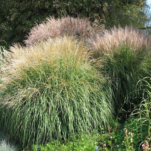 Outsidepride Chinese Miscanthus Sinensis Seeds - 500 Pcs. Perennial, Drought & Heat Tolerant, Chinese Silver Ornamental Grass, Tall Growth, Low Maintenance for Landscaping & Privacy Screens