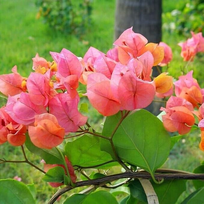 2 Bougainvillea Plants Live, Trailing Flowering Vines, 5-9” Tall, Well-Rooted Bougainvillea Trees for Outdoor Garden or Patio (Glow Bougainvillea)