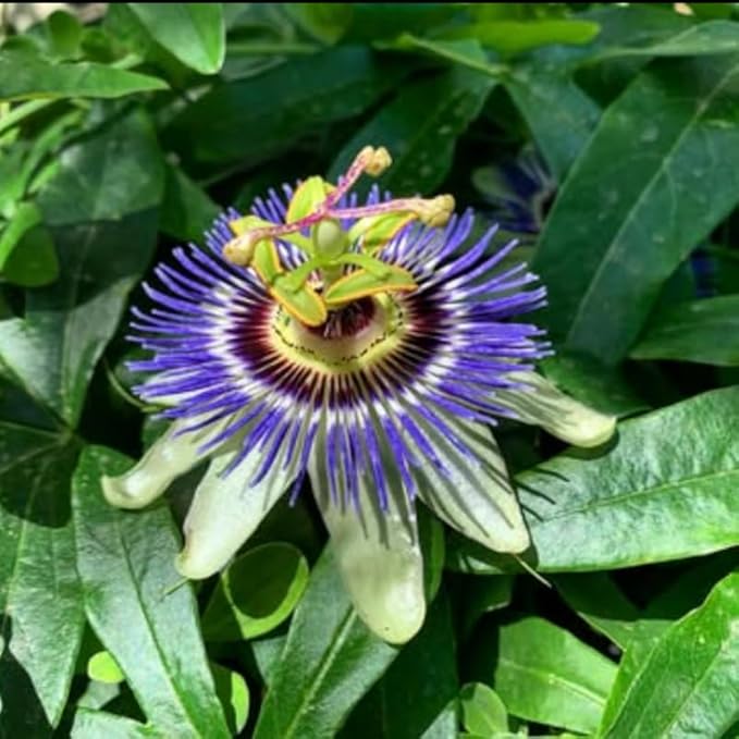 Passion Flower Plant Live, 5 to 8 Inch Tall Passiflora Vine, Fragrant Climbing Plant for Garden or Trellis, No Pot, Well-Rooted (Blue Passion Flower)