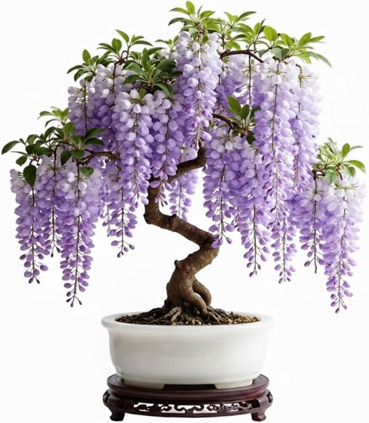 Purple Wisteria Tree Live Plant 6-12 Inc Height, Purple Wisteria Plant Live, Wisteria Vine Live Plant, Fragrant Flowers, in Pot