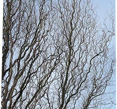 Golden Curls Corkscrew Weeping Willow - Live Plant - (2.5 QT)