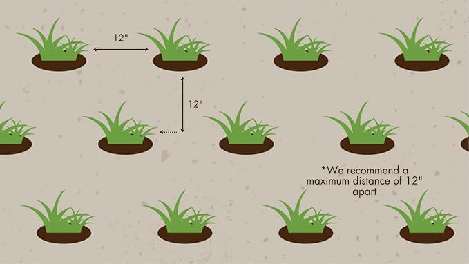 Zoysia Plugs - 100 Full Zoysia Grass Plugs | Mature Roots | Individually Grown