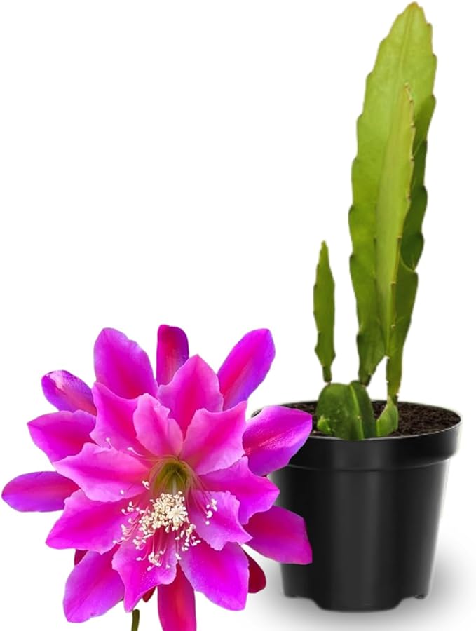 2 Pink Epiphyllum Plants Live, Epiphyllum Orchid Cactus Plant from 6 to 8 Inches Tall, Epiphyllum Rooted in 4 Inches Pot, Live Epiphyllum Orchid Cactus Plant for Garden
