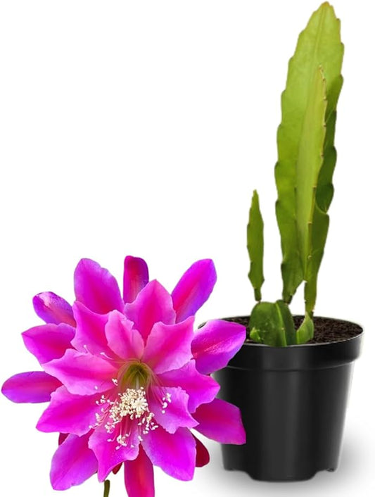 2 Pink Epiphyllum Plants Live, Epiphyllum Orchid Cactus Plant from 6 to 8 Inches Tall, Epiphyllum Rooted in 4 Inches Pot, Live Epiphyllum Orchid Cactus Plant for Garden
