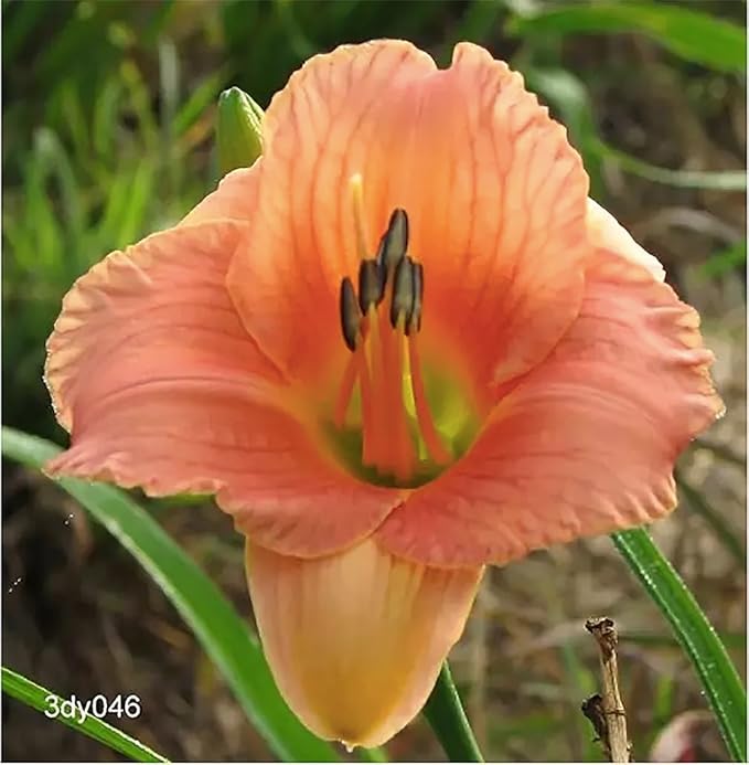 Coral Pink Melinda Daylily - Bare Root Plant, Hardy Perennial for Zone 3, Soft Coral Pink Blooms, Low Maintenance, Ideal for Full Sun or Partial Shade, Perfect for Garden Borders & Landscapes