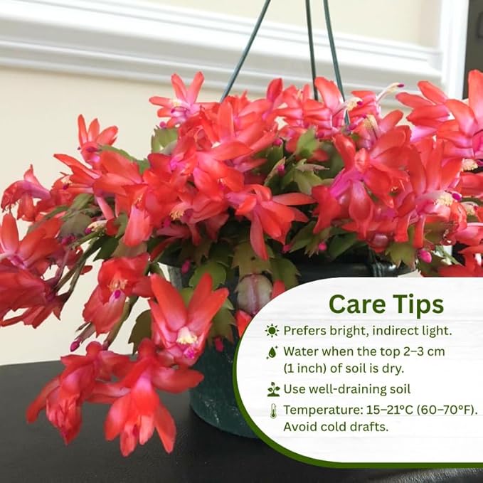 Set 2 Christmas Cactus Plants Live, Hanging Baskets Houseplants, Holiday Cactus Indoor Plants Live Well-Rooted 4-9" Tall, No Pot (Red)