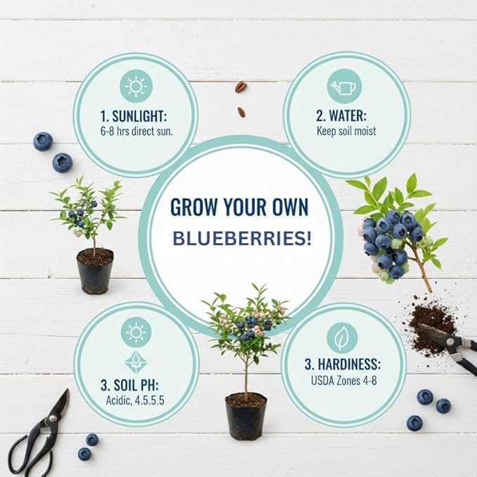 Jewel Blueberry Plant Live for Planting, 4-8 Inch Tall Starter Plant, Hardy Blueberry Bush for Garden or Patio