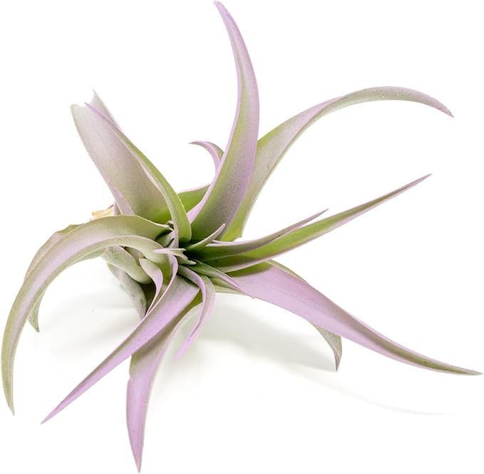 Lavender Colorful Tillandsia Air Plants - Long Lasting Color Enhanced Live Tillandsia Succulent House Plants - Home and Garden Decor - Easy Care Indoor and Outdoor Plants
