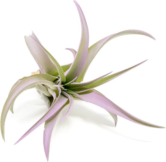 Lavender Colorful Tillandsia Air Plants - Long Lasting Color Enhanced Live Tillandsia Succulent House Plants - Home and Garden Decor - Easy Care Indoor and Outdoor Air Plant