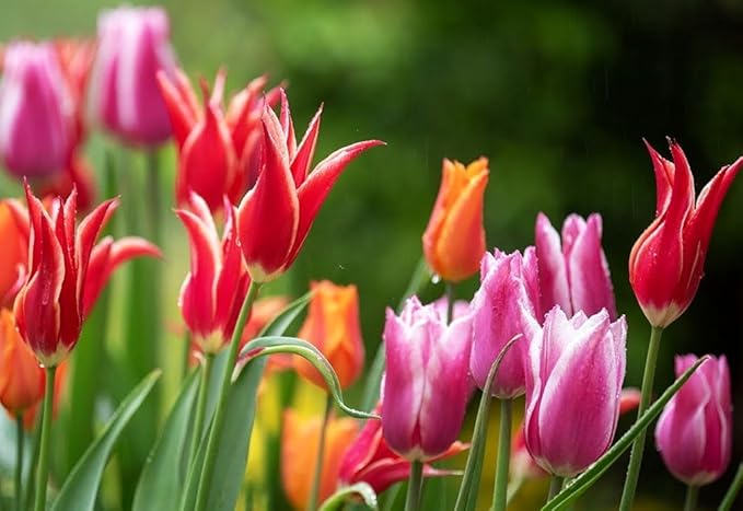 Mix Triumph Tulips 10 Bulbs for Fall Planting Colorful Flower Tulipa Darwin Hybrid Changing Colors Mixture Size 12+ 4 Varieties to Choose (Lily Flowering Mixture, 10, Mix Color)