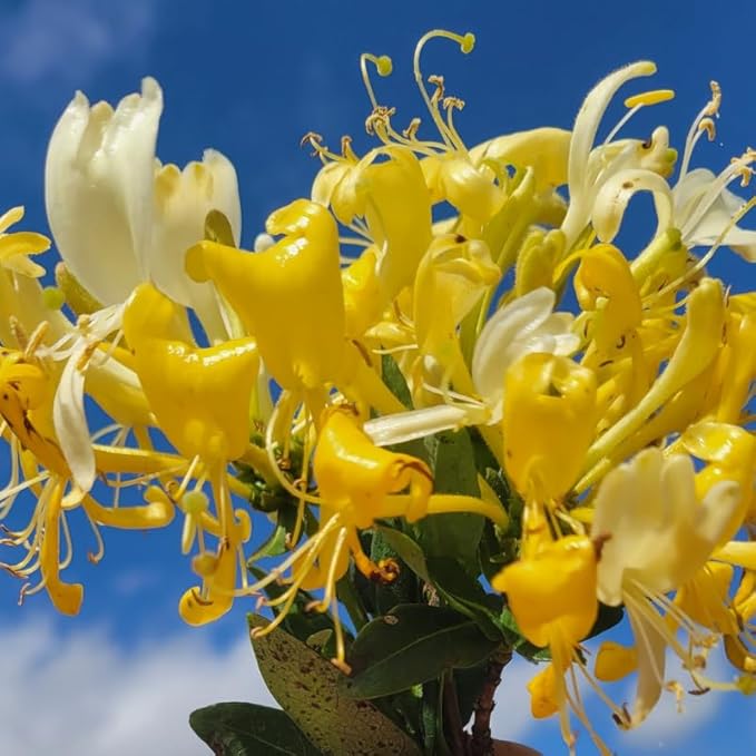 Set 2 Fragrant Honeysuckle Plants Live, Live Honeysuckle Plants 5-9" Tall Vines Bushes Climbing for Planting (Gold White)