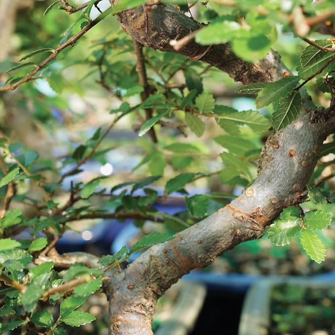 Brussel's Bonsai Live Chinese Elm Bonsai Tree, Outdoor - Medium, 7 Years Old, 8 to 10 inches Tall - Includes Ceramic Bonsai Pot and Humidity Tray