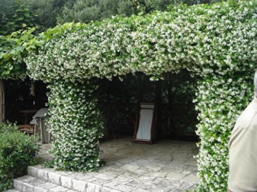 Jasmine Confederate | 10 Live Plants | Trachelospermum Jasminoides | Fragrant Easy to Grow Vine Showy Blooms