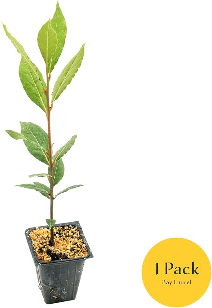 1 Live Bay Laurel Plants (Laurus Nobilis) – Aromatic Culinary Herb, Thriving in 2.5" Nursery Cubes